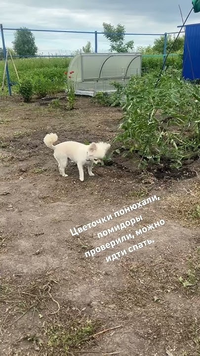 Лорд на любимой даче! #dog #собака #россия #чихуахуа #животные #дача # ...