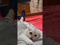 😇😇cute cat's,kittens life,cat's lovers,adorabale kittens#catshorts #catlife#catlovers#kittenlove 😇😇