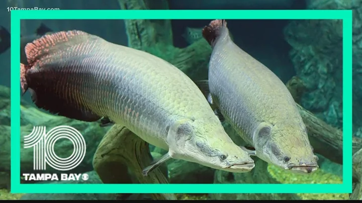 This 10-foot-long Amazonian river monster showed up in Florida