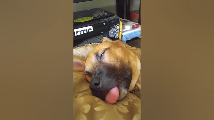 Thirsty puppy (German Shepherd Boxer puppy)
