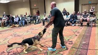German Shepherd with bite history / session 1 during seminar