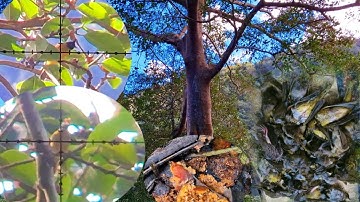 Hunting of birds of prey kills a large number of birds 15/11/2025