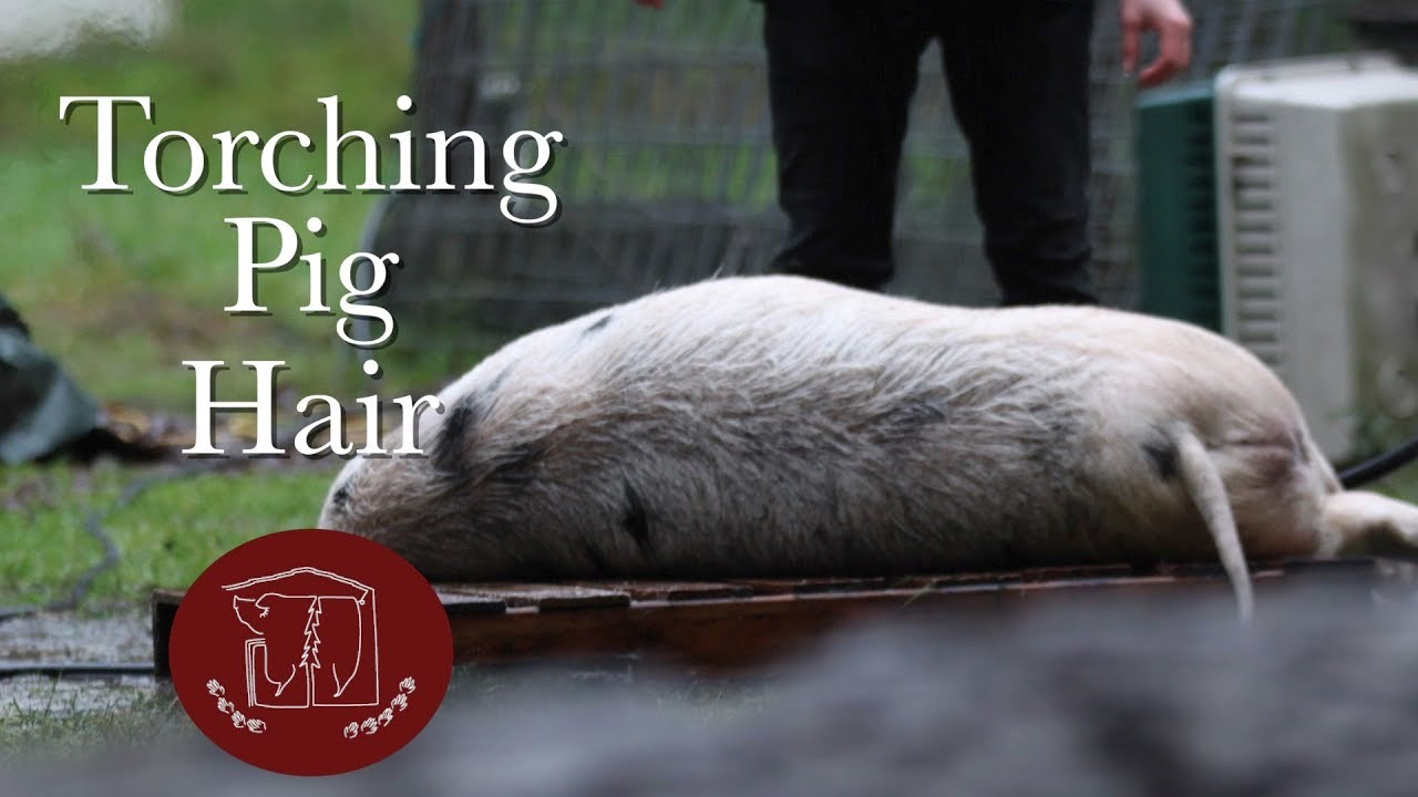 Pig Hair Removal Methods Torching (Fire) YouTube