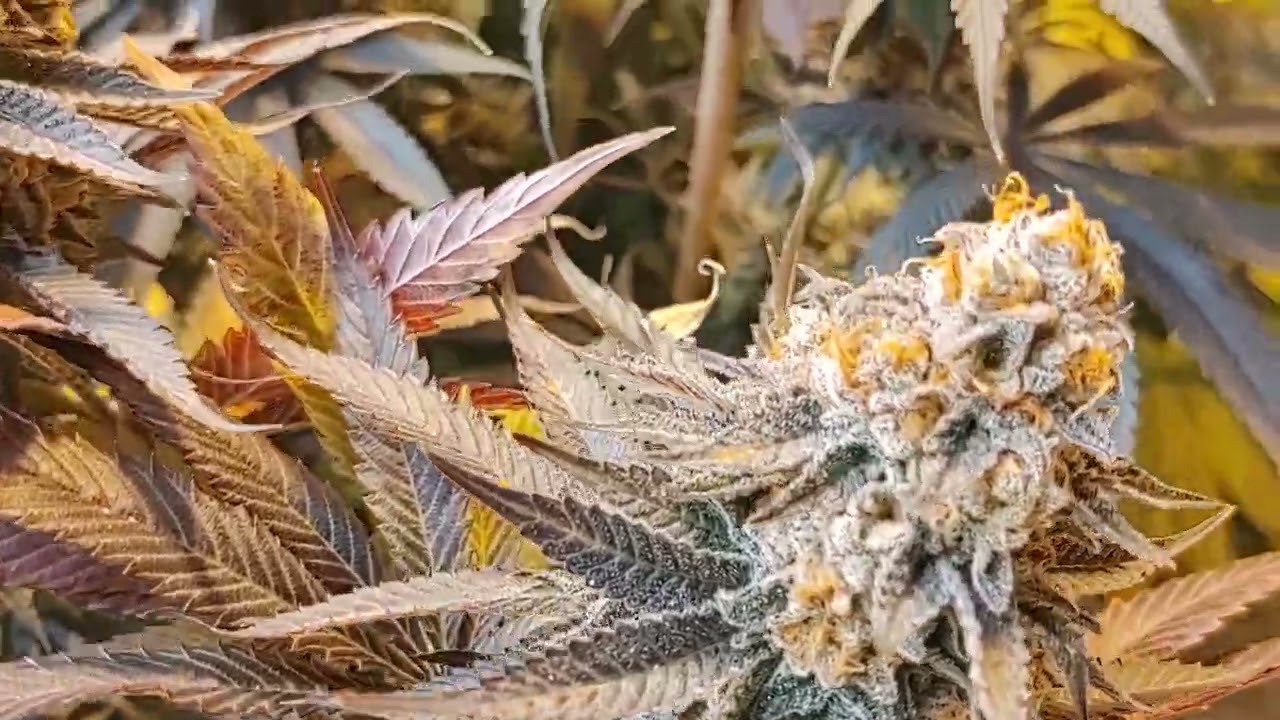 PURPLE HAZE - PURPLE KUSH - PURPLE DAWN -  BIG FROSTY COLAS