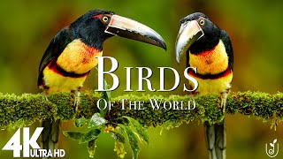 Birds Of The World 4K - Scenic Wildlife Film With Calming Music |Relaxation Film (4K Video Ultra HD)