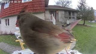 Daily Birdwatching  Netvue Birdfy Birdfeeder Cam  March 18, 2024