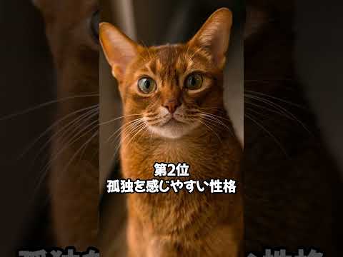 人気の猫 魅力解剖！アビシニアンを飼うデメリットベスト5 #shorts