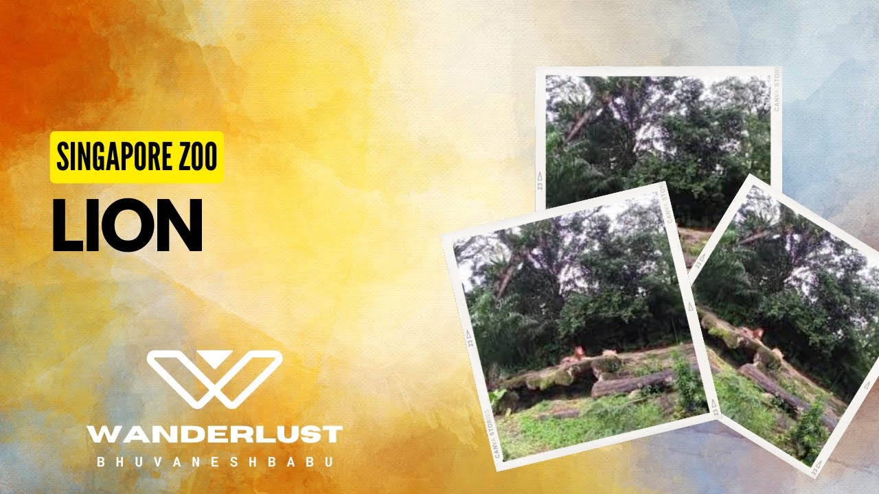 Lion Singapore Zoo Wildlife Reserves Singapore Singapore Tourism