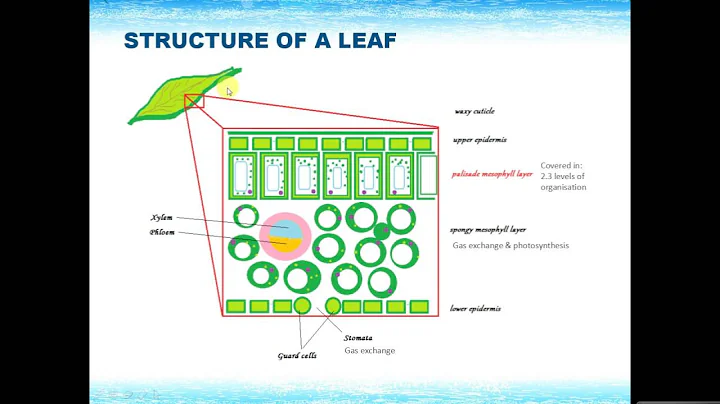 IGCSE BIOLOGY REVISION - [Syllabus 6] Plant nutrition