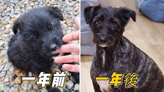 [CC SUB] Last year 51 found a stray black dog at the foot of the mountain.