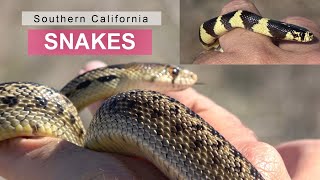 Snakes /// Im Back Baby