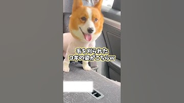 絶対ニヤけるコーギー映像5選www #コーギー  #犬 #犬のいる暮らし #犬のいる生活 #いぬ #可愛い #かわいい #癒し #ペット #動物 #2ch #shorts