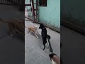 New Bitch Friend Comes to Shanky 🤭🧿🐾#dog #dogs #reaction #sound #explore #training