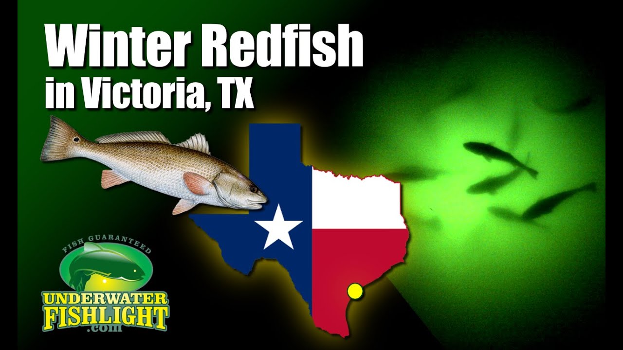 Redfish in Victoria, Texas YouTube