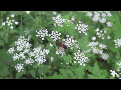 Video: Tachinid-fluer i hager – Er Tachinid-fluer fordelaktige