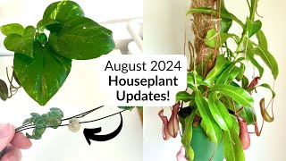 Houseplant updates | String of hearts white balls, new pitchers