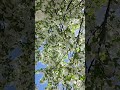 #spring #nature #tree
