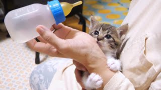 Kitten gets excited about her first baby bottle in a while [Please watch with subtitles]