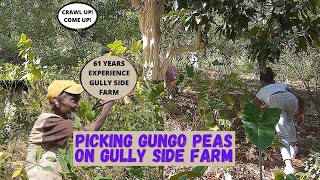 A VISIT TO A GULLY SIDE FARM IN JAMAICA TO PICK GUNGO PEAS| FARM ON THE GULLY SIDE