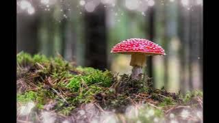 Pinkster Koortjies-ek sal jubel in die Here-Loof die Here