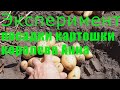 Эксперимент посадки картошки "королева Анна"