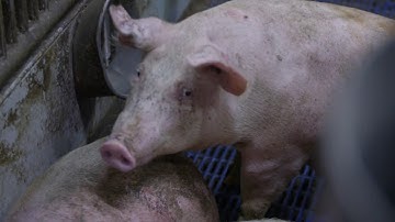 The influence of CRISPR-Cas on animal breeding