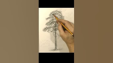 Drawing a pine tree with a pencil, stages of drawing trees, shorts