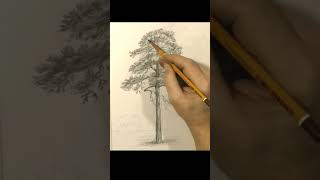 Drawing a pine tree with a pencil, stages of drawing trees, shorts
