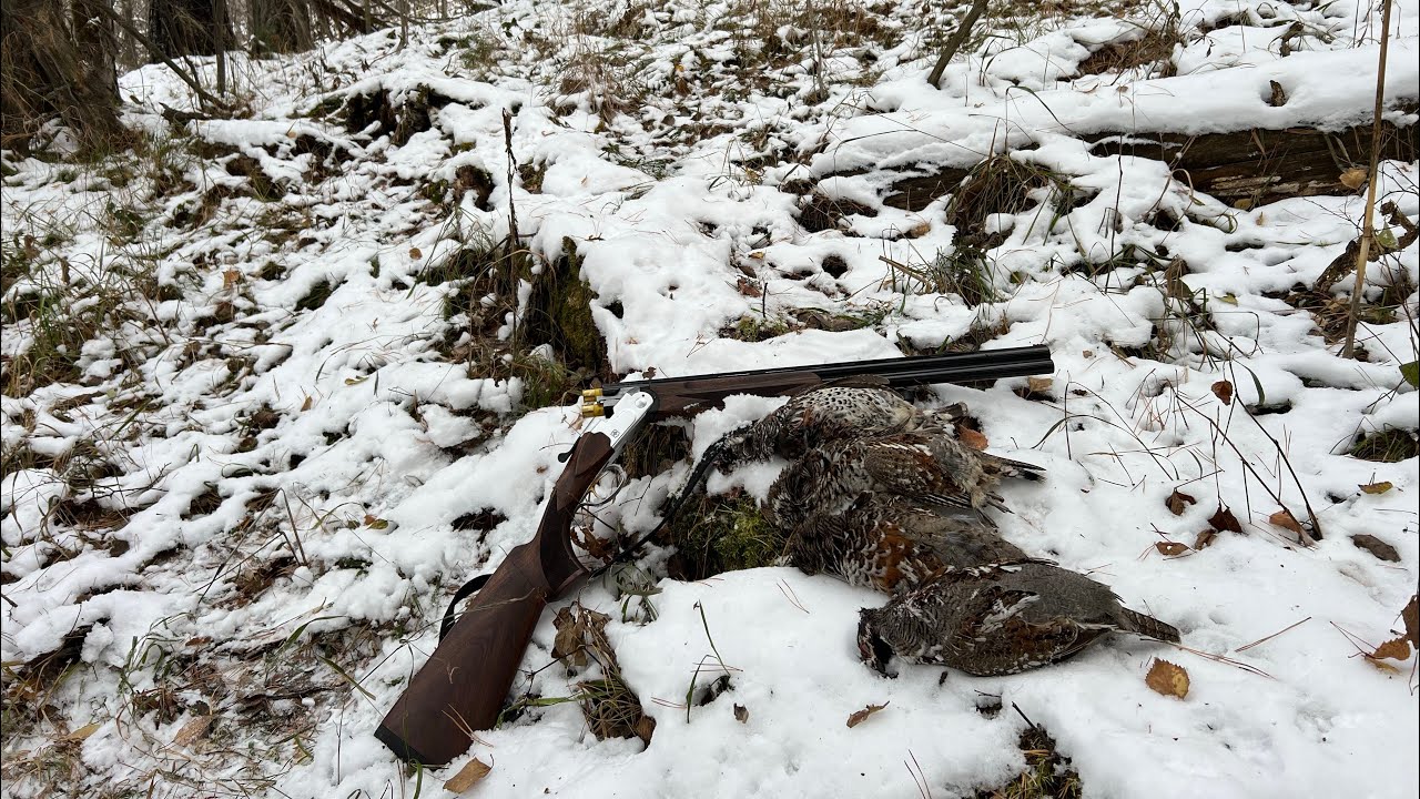 С 20-кой прошел 17 км в поисках зайца. Много рябчиков. Встретил филина.