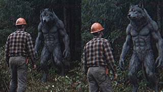 Something Is Hunting the DOGMAN of the Olympic Peninsula and the Loggers Are Refusing To Back In
