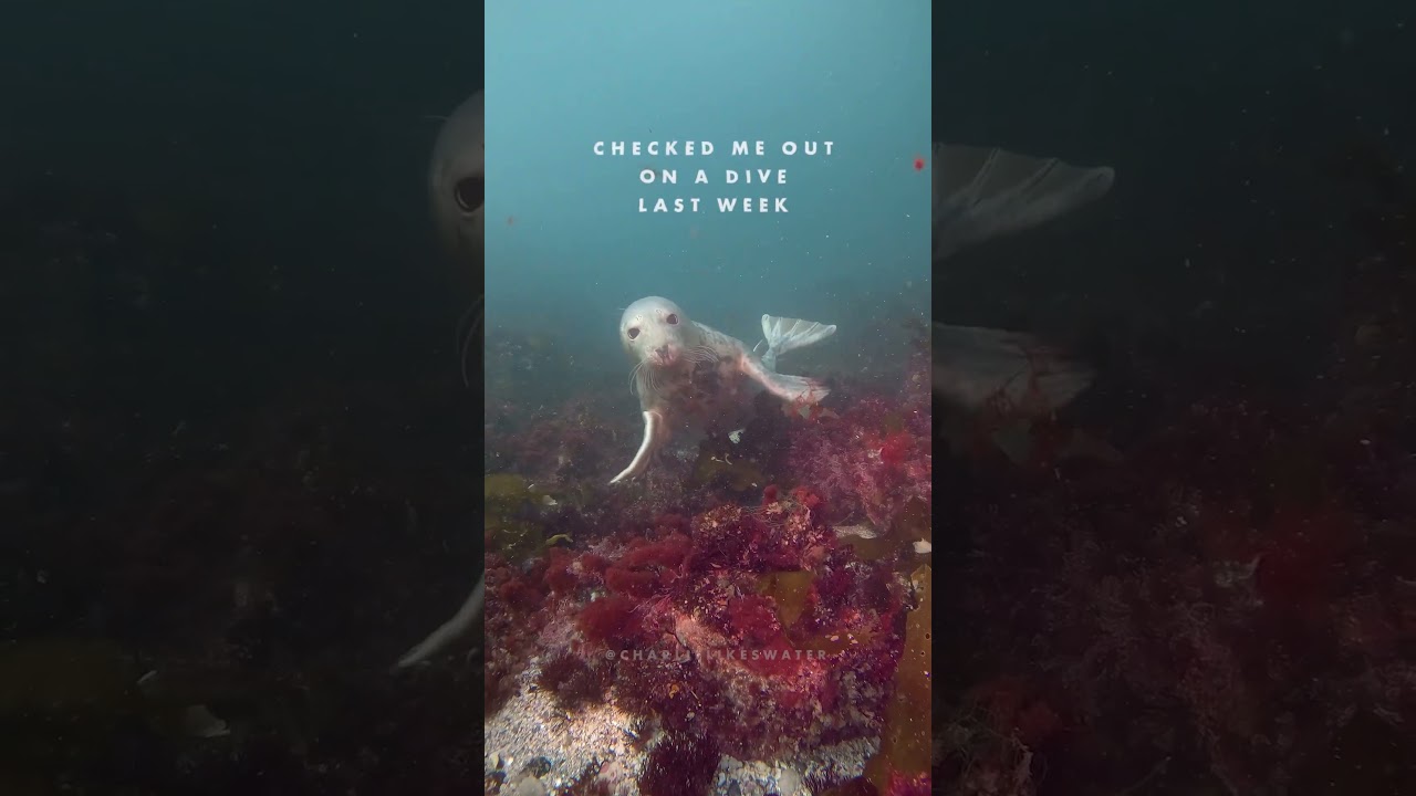 The Most Polarizing Animal in the Ocean - New England 