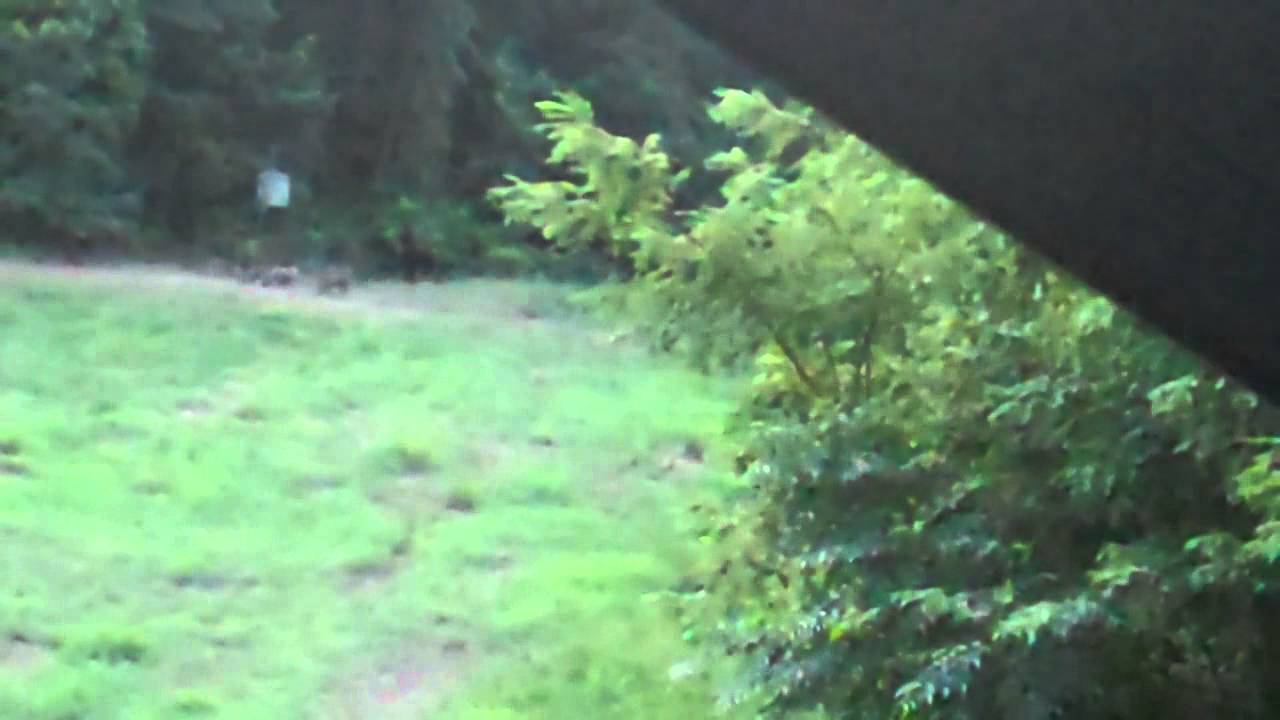 romantheskater HOG HUNTING