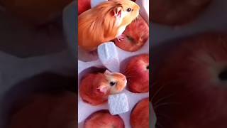 Oh Nothose Are Guinea Pigs