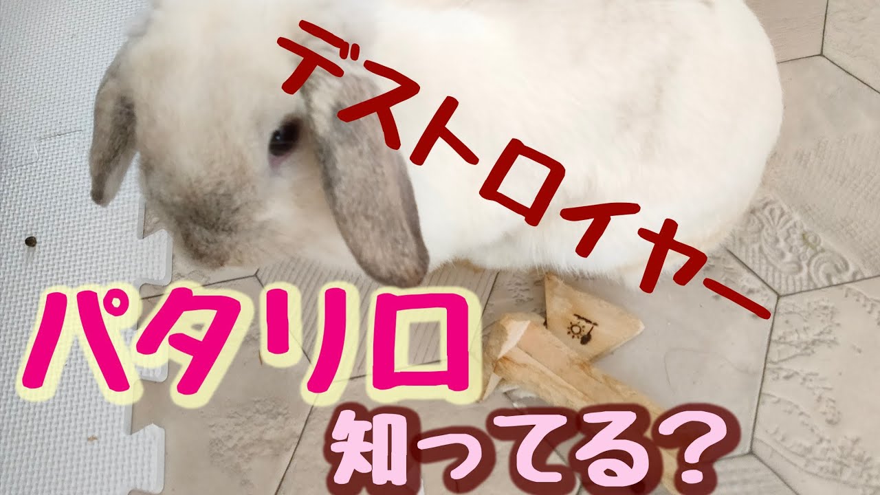 パタリロ うさぎ ホーランドロップ フロスティ Youtube