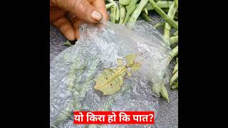 Amazing insect that looks like a leaf 😱 A marvel of nature!