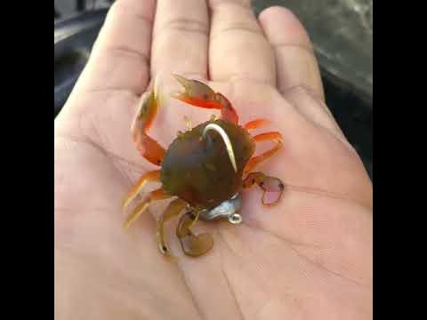 Savage manic crab 