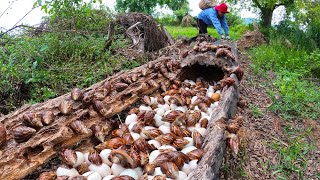 WOW WOW! a female farmer Harvest duck eggs & snails a lot on the palm tree at field near the road