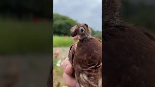 Первый выход Пискунов на улицу