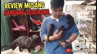 🛑Review Jujur: Pelihara Banyak Musang dengan Kandang Sederhana #musangloversindonesia 