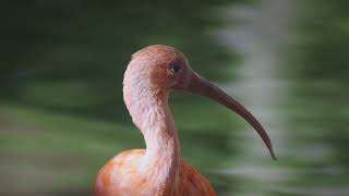 Bright Beautiful Scarlet Ibis @SanDiegoZooKidsTV