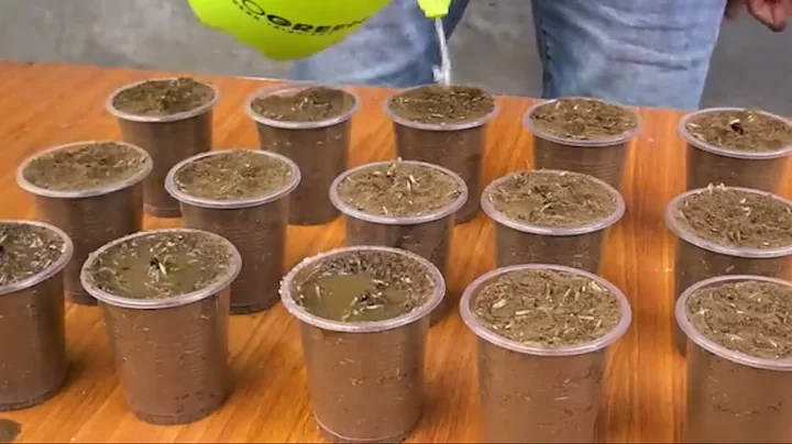 Growing watermelon hanging hammock for beginners, Fruit is big and sweet ep1