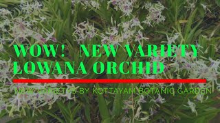 Wow New Variety Lowana Orchid