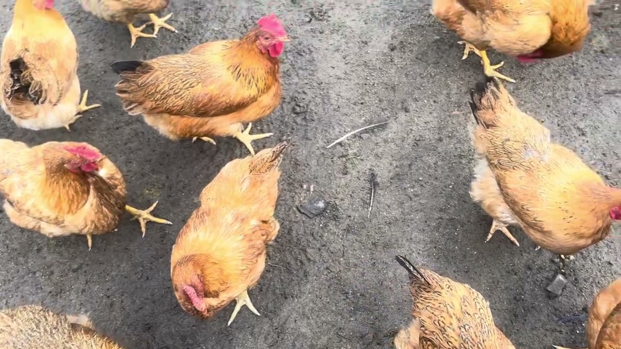 Breeding chickens, ducks, dogs, raising chickens, managing chickens, farms