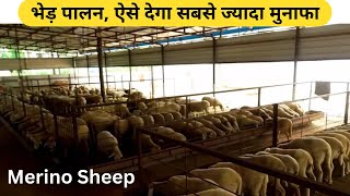नए तरीके से शुरू करें भेड़ पालन, होगी अच्छी कमाई [Merino Sheep] #sheepfarming #bhedpalan