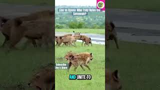 Lion vs Hyena: Who Truly Rules the Savannah?