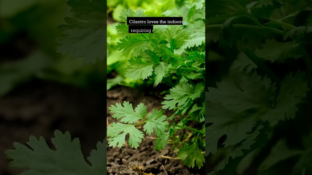 5 Best Herbs To Grow Indoors