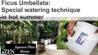 Ficus Umbellata: Special watering technique in hot summer by Japanese Plant Meister