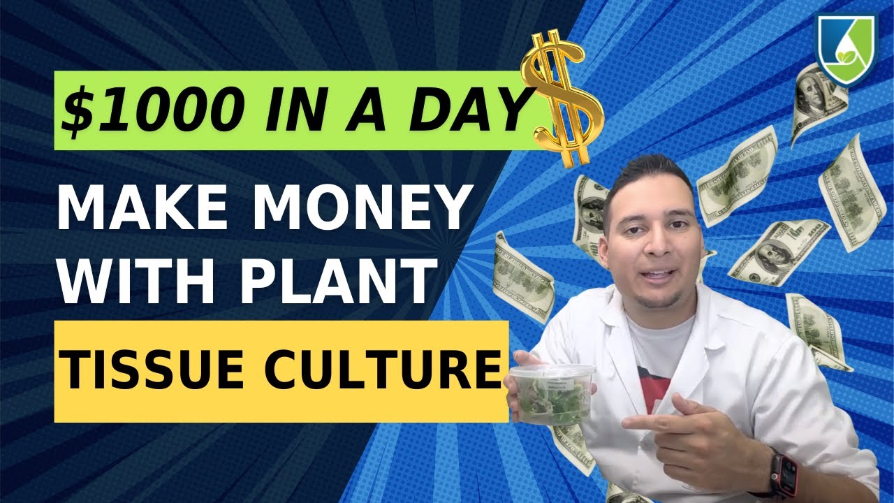 Make 1,000 in One Day with Plant Tissue Culture Tissue Culture Lab