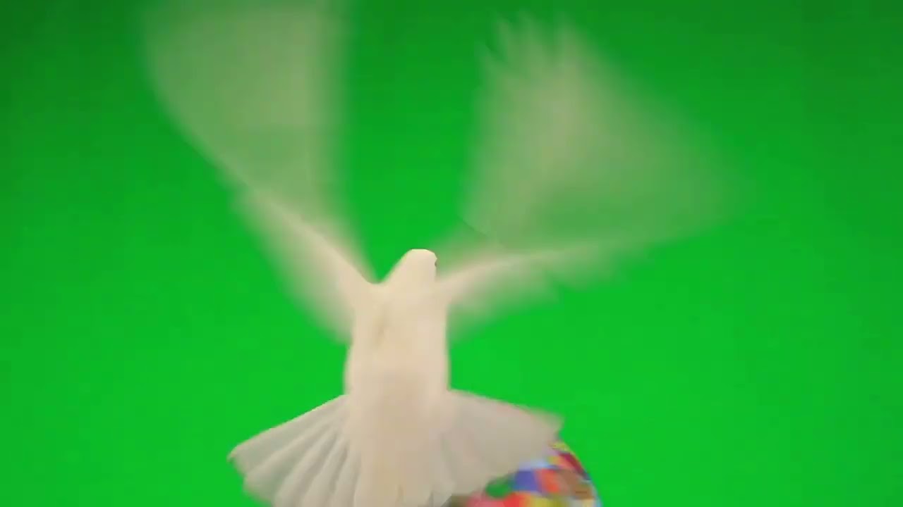 Green Screen:  Pigeon Real | Chroma Key Full 1080p HD