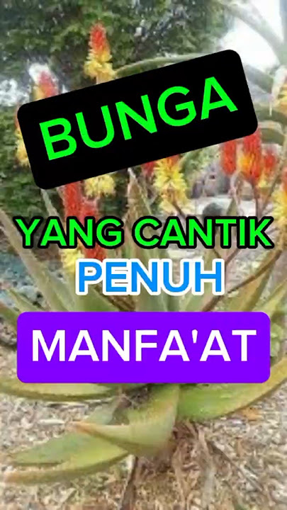 Bunga Lidah Buaya: Cantik & Punya Banyak Manfaat! 🌸🌿#LidahBuaya#BungaLangka#legenda